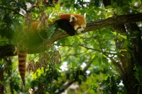 Panda cervena - Ailurus fulgens - Red Panda 6254